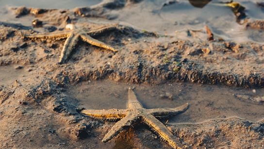 Sentosa's Marine Habitats