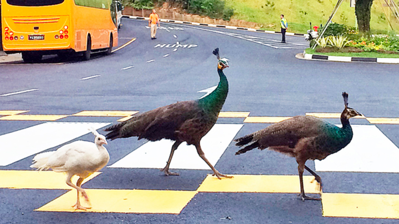 peacocks crossing the roads