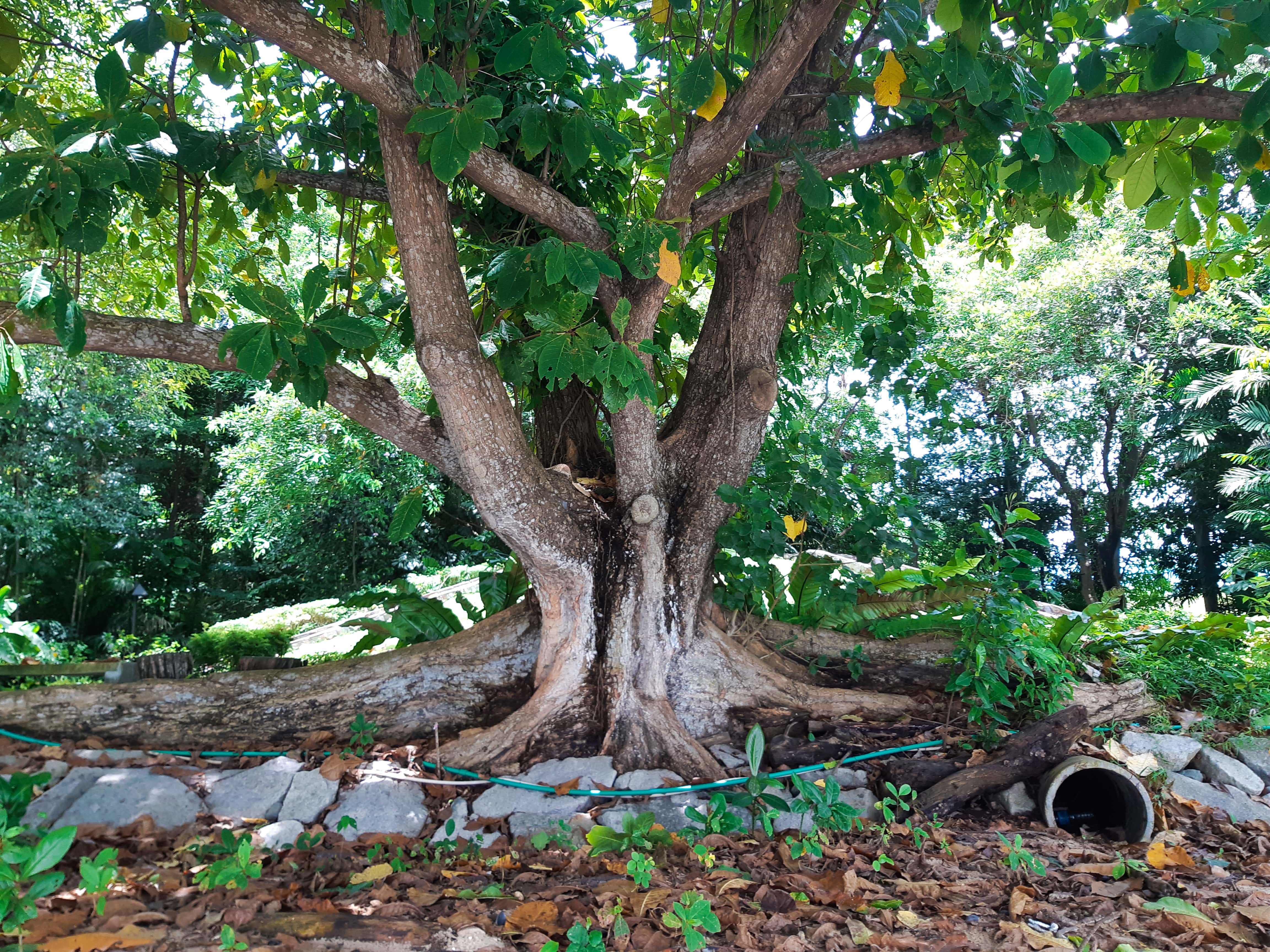 Discovering nature on Sentosa