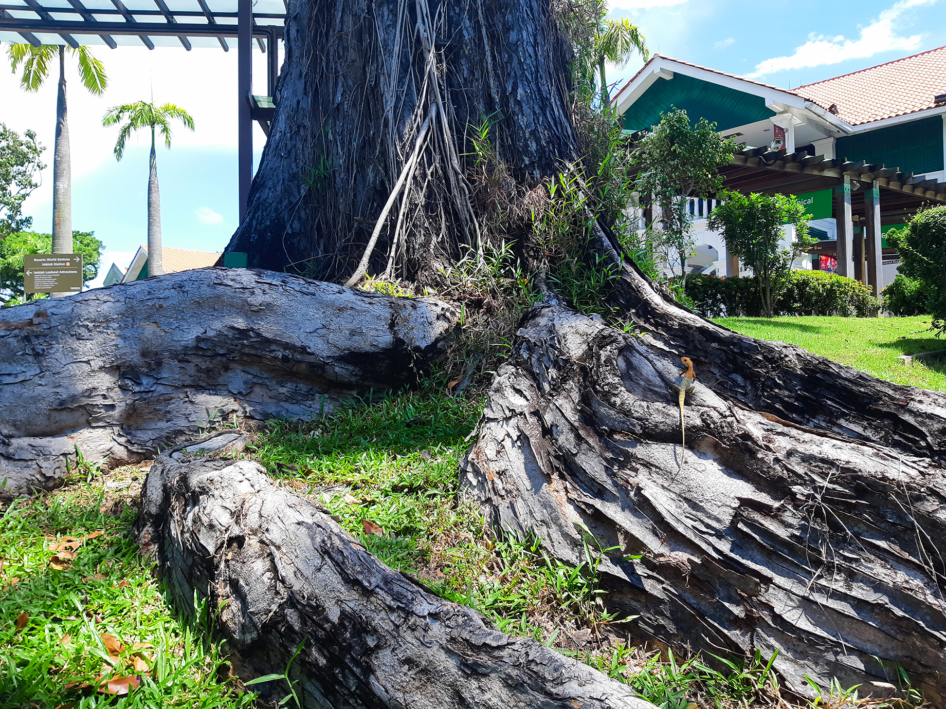 4 magnificent heritage trees to look out for at Sentosa