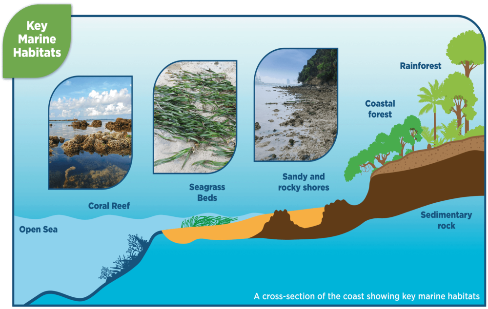 Discovering nature on Sentosa