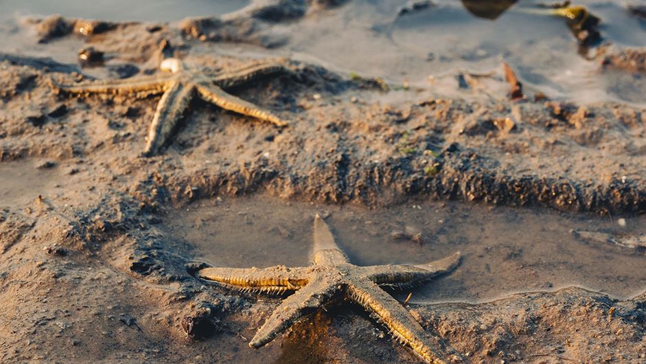 Sentosa's marine habitats