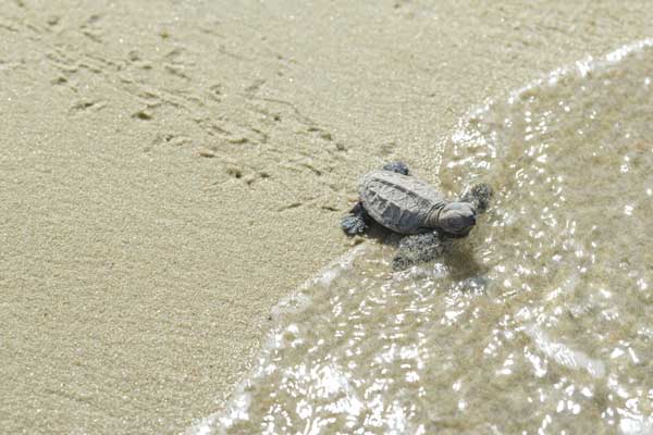 hawksbill turtles