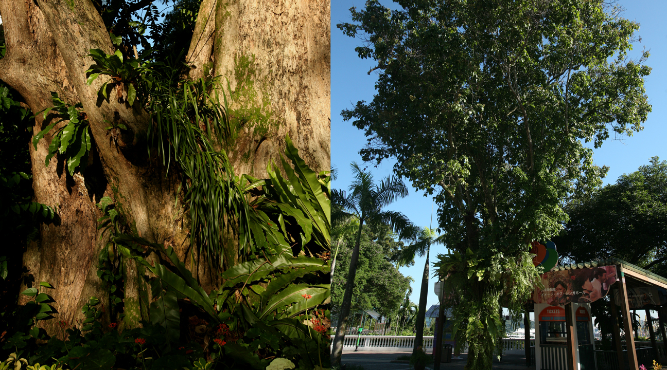 Image 8: heritage trees