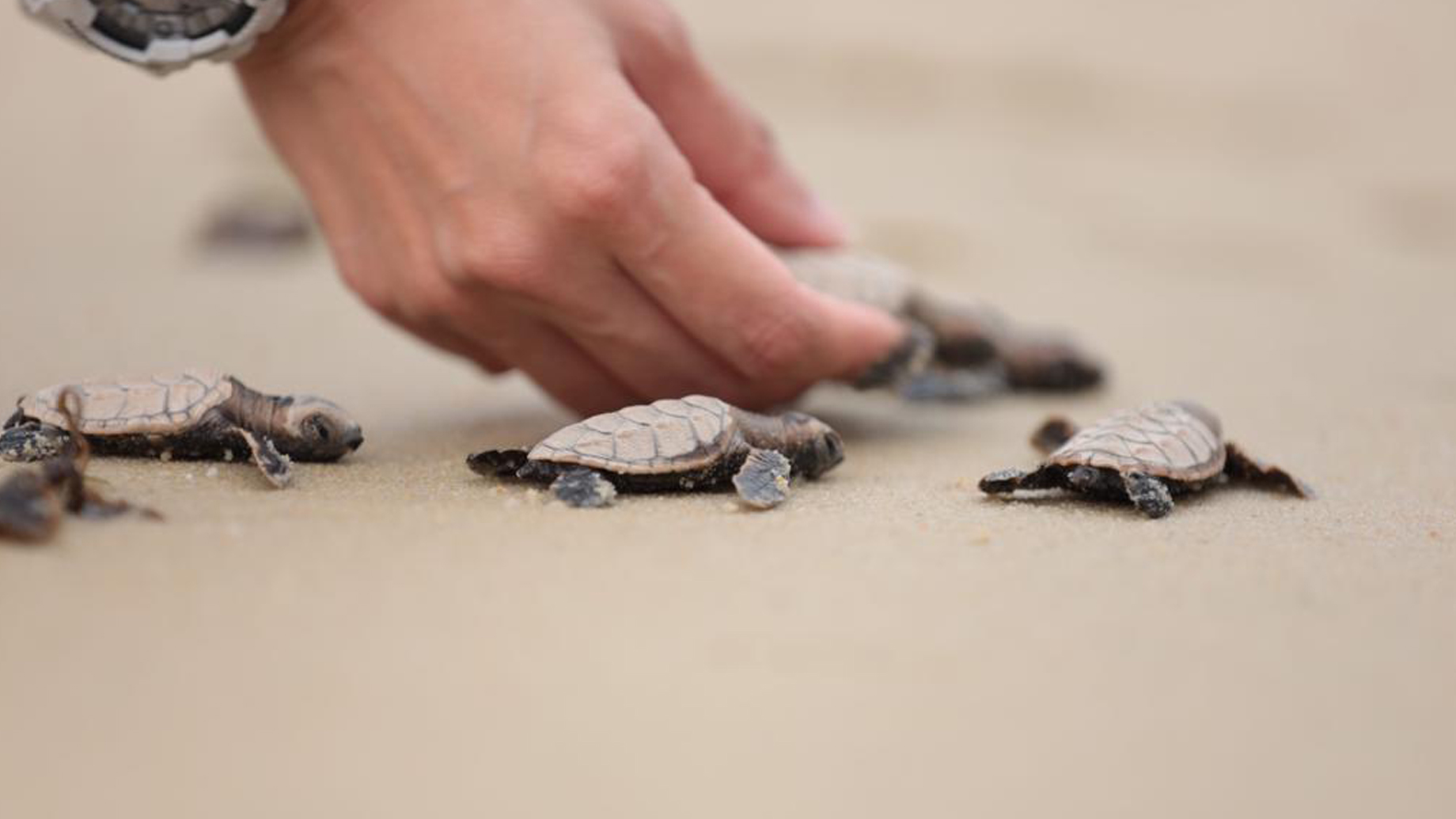 tutrleshero.jpg?revision=50987e34-05ce-4622-913a-7d7b9f12379f