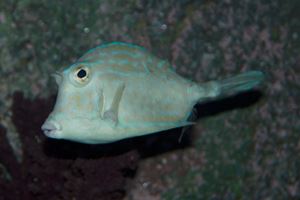 Scrawled cowfish