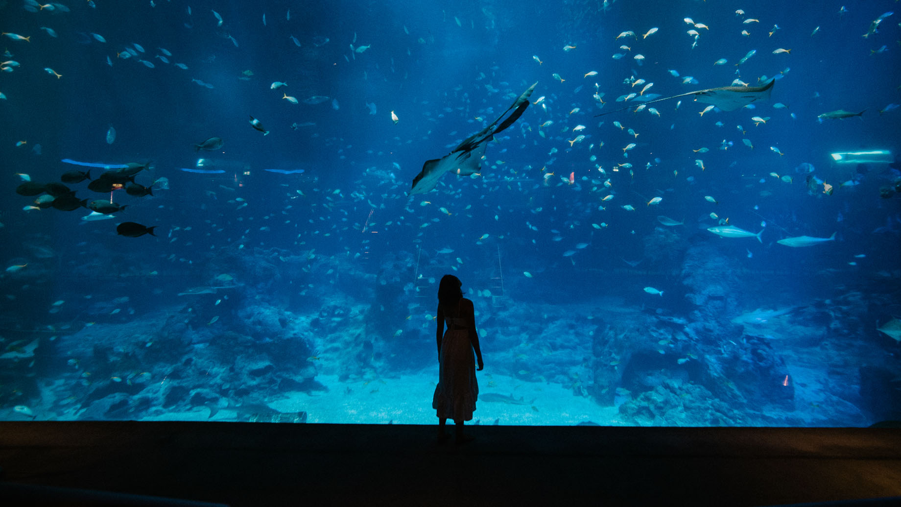 woman looking at aquarium full of fish