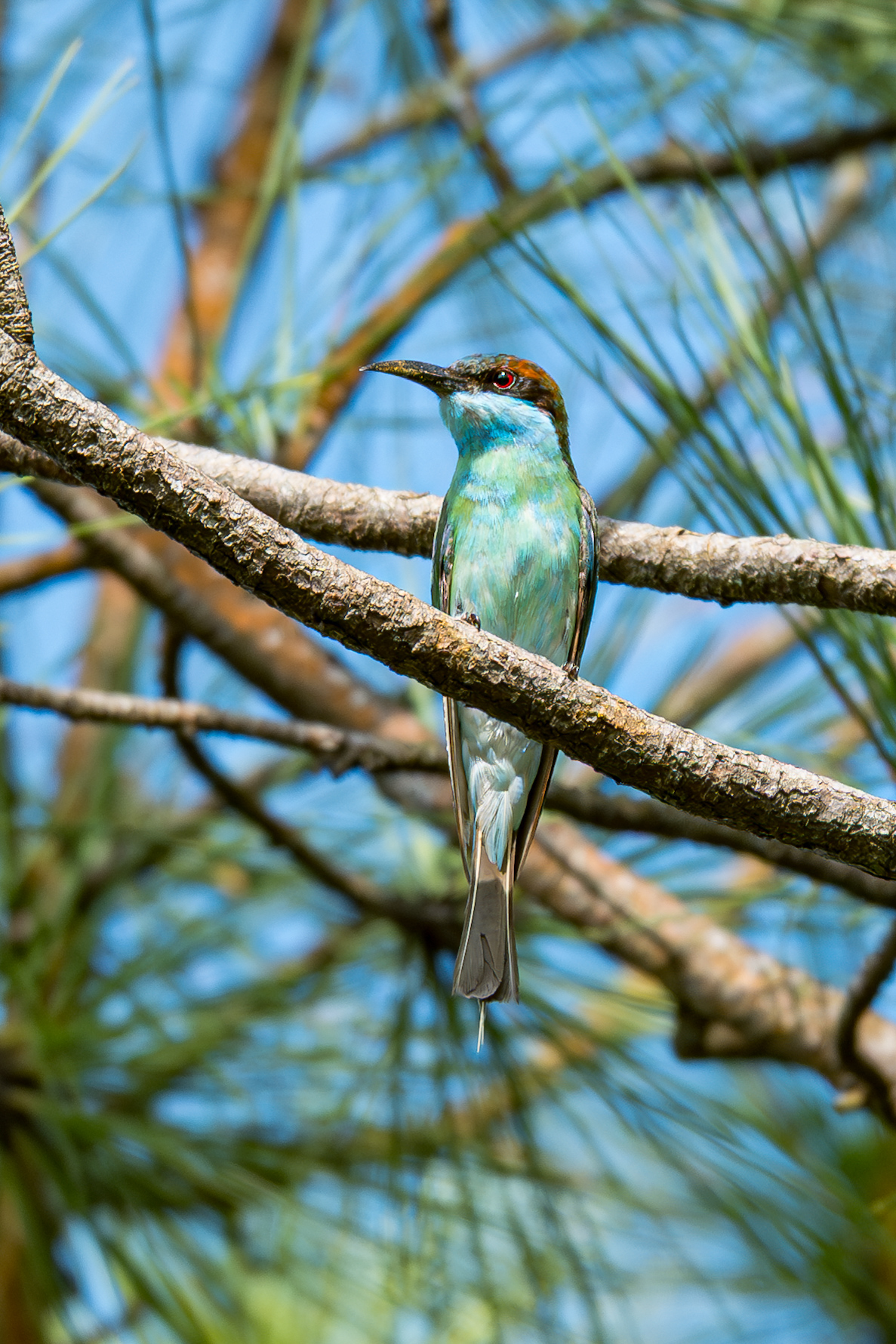 Sentosa Nature Discovery | Sentosa