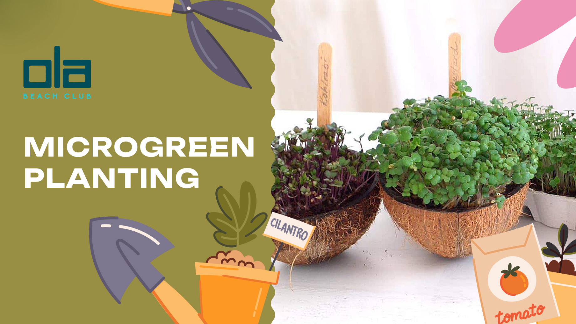 OLA Microgreen Planting Workshop