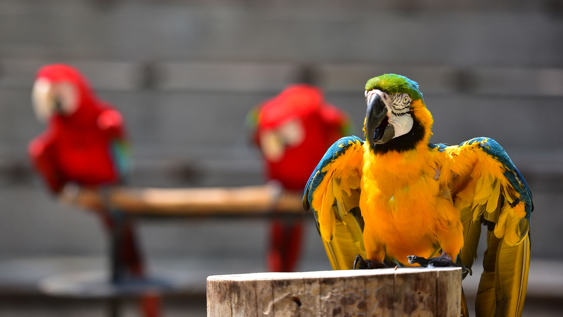 Animal Encounters Sentosa